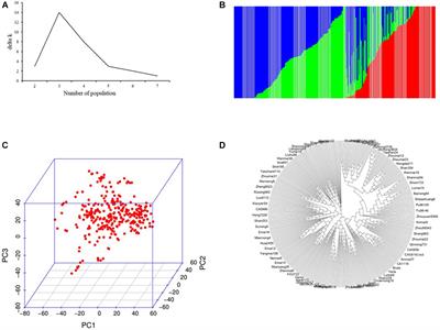 Genome-Wide Association Study Uncover the Genetic Architecture of Salt Tolerance-Related Traits in Common Wheat (Triticum aestivum L.)